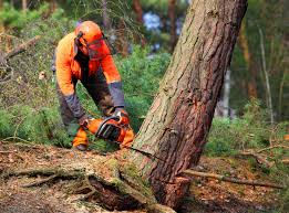 Best Pest Control for Lawns  in Oak Trail Shores, TX