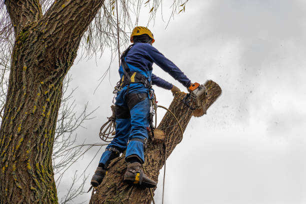 Best Lawn Maintenance Plans  in Oak Trail Shores, TX
