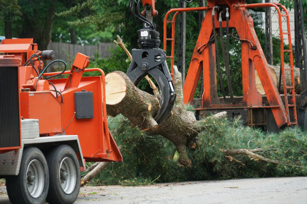 Reliable Oak Trail Shores, TX Tree Removal Solutions